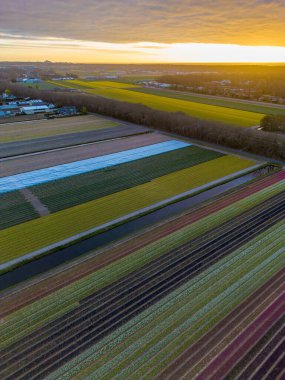 Gün batımında mor, pembe, sarı, beyaz ve yeşil çizgili lale tarlalarının havadan görünüşü, yakınlardaki evler, güneş panelli çatılar, ve ağaçlık kenarın üzerinde parlayan altın bir ufuk..