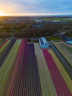 Gün batımında Hollanda lale tarlalarının havadan görünüşü, mor, pembe, sarı ve beyaz çizgili, çiftlik binaları, bir kanal, yakınlardaki evler ve parçalı bulutlu gökyüzünün altında parlayan bir ufuk..