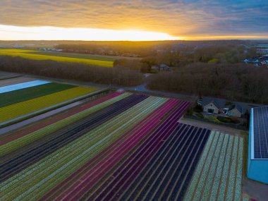 Gün batımında mor, pembe, sarı, beyaz ve yeşil çizgili lale tarlalarının havadan görünüşü, yakınlardaki evler, güneş panelli çatılar, ve ağaçlık kenarın üzerinde parlayan altın bir ufuk..