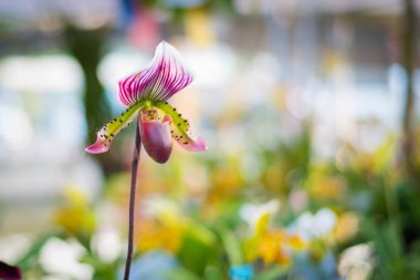 Bahçe Lady's terlik orkide çiçek (Paphiopedilum) mor renk.