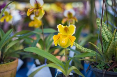 Bahçe Lady's terlik orkide çiçek (Paphiopedilum) sarı renkte.