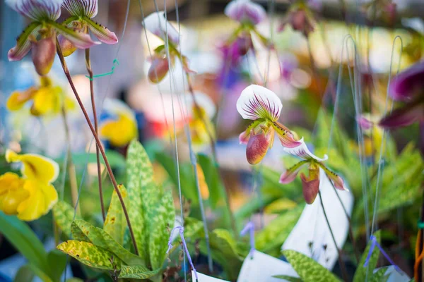 Lady\'s Slipper orchid flower ( Paphiopedilum ) purple colour in the garden.