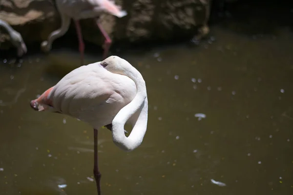 Fokus i Flamingo fåglar medan sömnig för design i ditt arbete Ani — Stockfoto