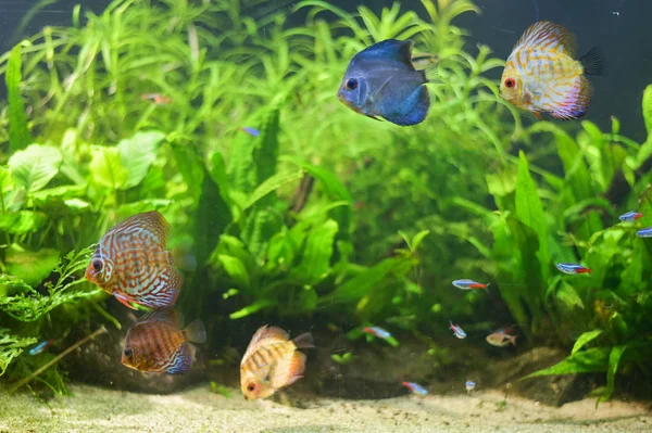 Grupo de peces nadando en acuario, pecera, con arrecife de coral , —  Fotos de Stock