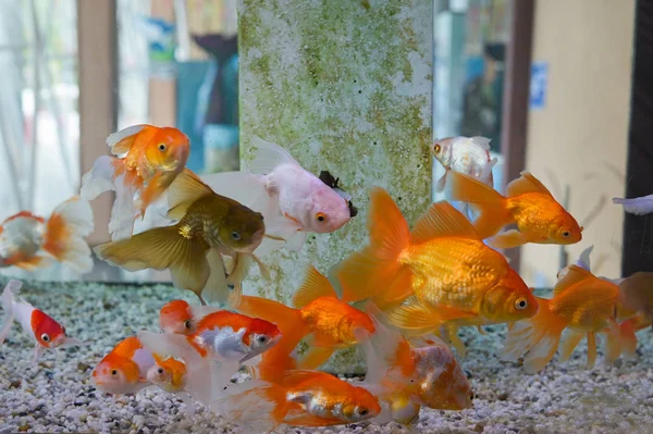 Group of gold fish swimming in Aquarium, Fish Tank, with Coral R