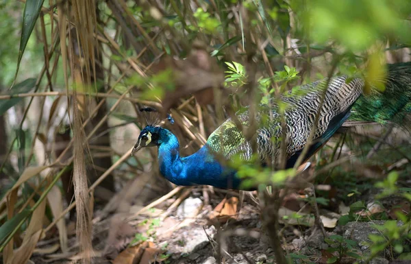 Búho real mientras que muestra colorido plumaje para una hembra durante ma —  Fotos de Stock