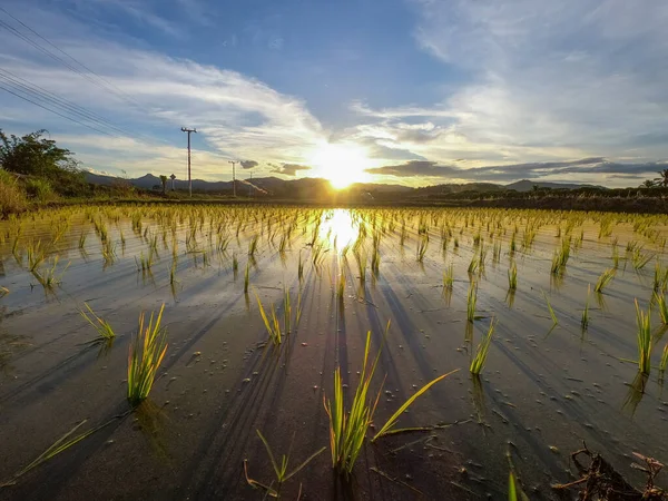 Bella Vista Della Risaia Nuvole Durante Tramonto Con Risaie Piene — Foto Stock