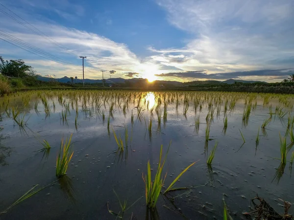 Bella Vista Della Risaia Nuvole Durante Tramonto Con Risaie Piene — Foto Stock