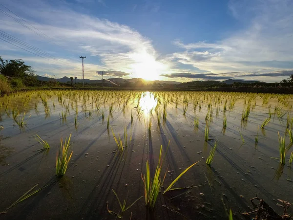 Bella Vista Della Risaia Nuvole Durante Tramonto Con Risaie Piene — Foto Stock