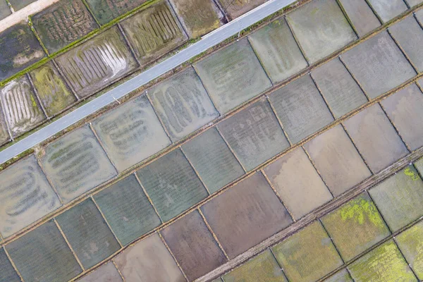 Bovenaanzicht Vanuit Drone Van Prachtige Rijstvelden Met Fluwelen Groene Jonge — Stockfoto