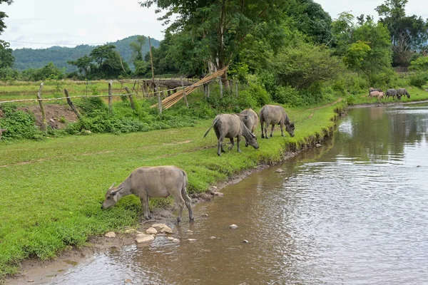 Búfalo Tailandés Manchado Cerca Del Río Con Fondo Montaña Animal — Foto de Stock