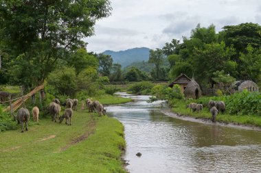 Tayland bufalosu nehir kıyısında dağ arkası, komik bir hayvan, Tayland kırsalında bufalo