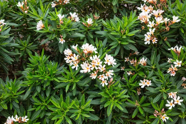 Rosafarbene Oleander Mit Leuchtend Grünen Blättern — Stockfoto