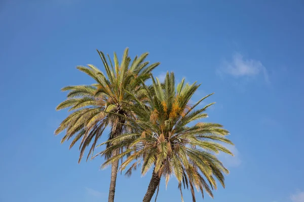 Two Palm Trees Blue Sky Few Clouds Larnaca Cyprus — Stock Photo, Image