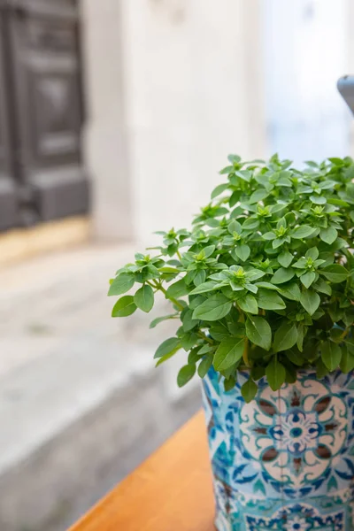 Fresh Basil Plant Colorful Pot Wooden Window Sill Blur Building — Stock Photo, Image