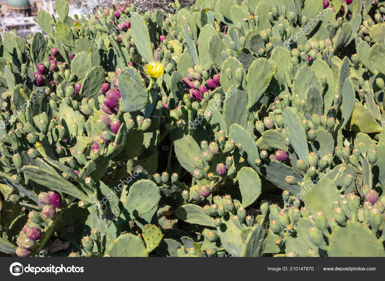 Close Prickle Pears Fruits Background Wallpaper Stock Photo by ©gioiak2 210147870 Close Prickle Pears Fruits Background Wallpaper Stock Photo by ©gioiak2 210147870