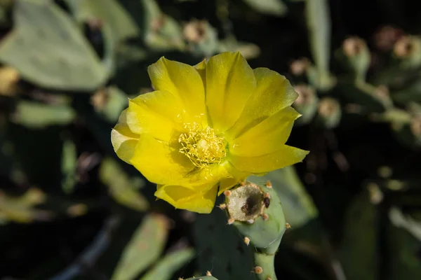 Gros Plan Fleur Cactus Poire Piquante Sur Fond Flou Fond — Photo
