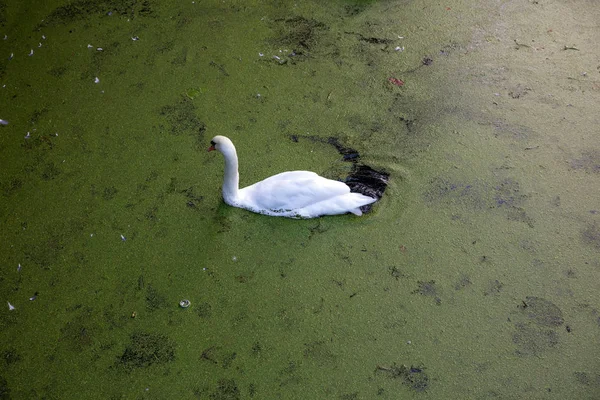 Swan Swimming Pond Background — Stock Photo, Image