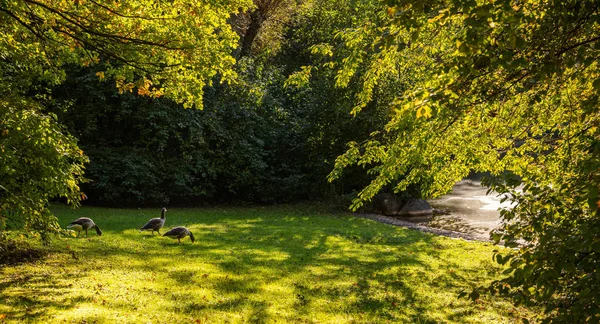 Południu Parku Miejskim Monachium Niemcy Kaczki Trawie Pobliżu Mały Staw — Zdjęcie stockowe