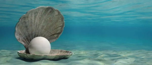 Pearl in an oyster shell in the water, on the sea bottom, banner, copy space. 3d illustration