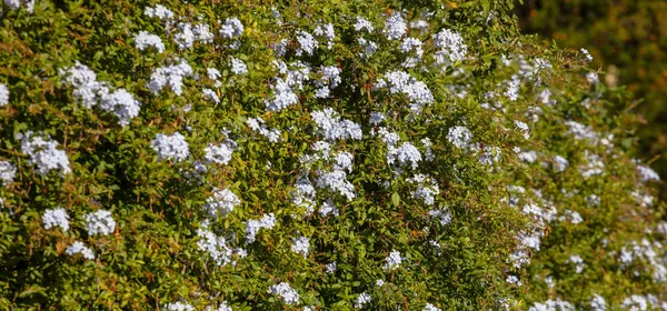Blooming bue jasmine plant, fence in the garden, texture background