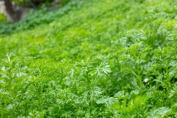 Yakın Çekim Yeşil Yabani Papatya Bitkiler Kışın Görünümünü Çayır Arka — Stok fotoğraf