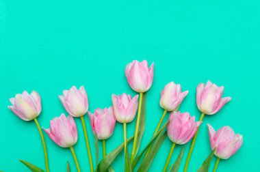 Bahar, Paskalya kavramı. Yeşil arka plan, üstten görünüm üzerinde pembe laleler alan kopyalama