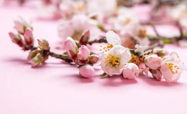 Mazzo di fiori di mandorlo su sfondo rosa, spazio copia — Foto Stock