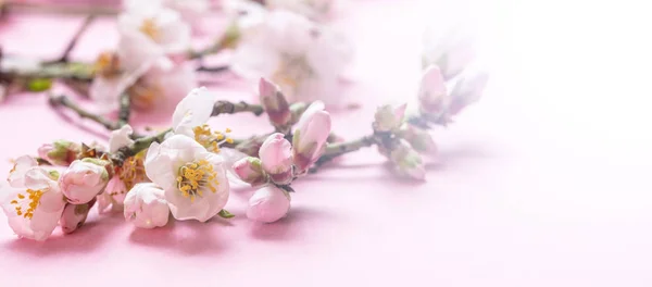 Almond blossoms bouquet on pink background, banner, closeup view — Stock Photo, Image