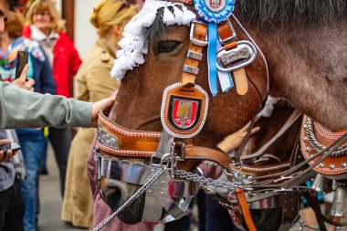 Münih, Almanya, Oktoberfest, at baş closeup dekore edilmiştir.,