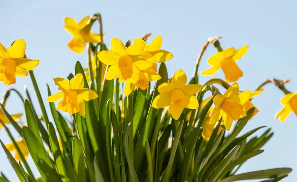 Frühlingsblumen, gelbe Narzissen auf blauem Himmel Hintergrund — Stockfoto