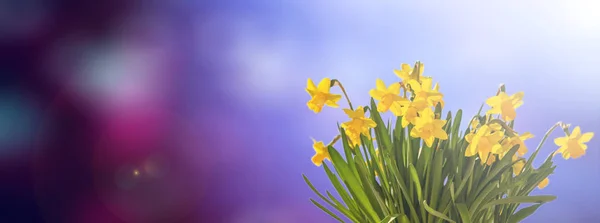Våren blommor, gula påskliljor på blå abstrakt bakgrund — Stockfoto