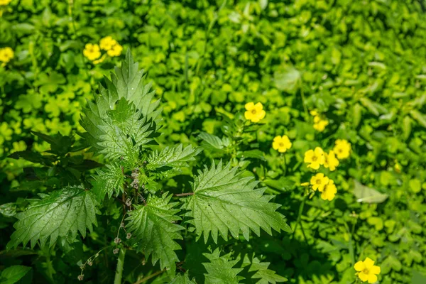 Urtica dioica, ortak ya da iğneli nettles geçmişi, closeup görünümü — Stok fotoğraf