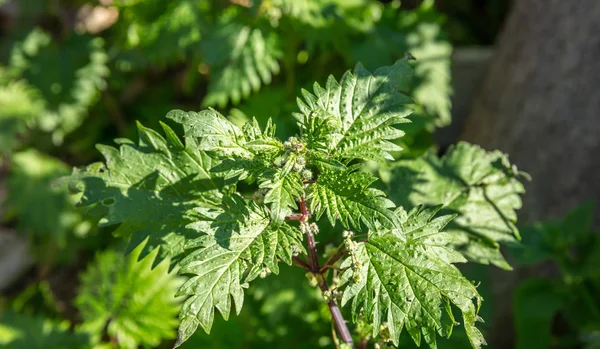 Urtica dioica, общие или жгучие крапивы фон, вид крупным планом — стоковое фото