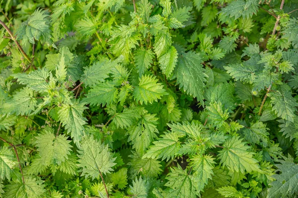 Urtica dioica, ortak ya da iğneli nettles geçmişi. — Stok fotoğraf