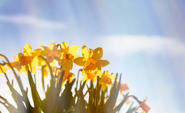 Jarní květy, žluté narcisy na pozadí modré oblohy — Stock fotografie
