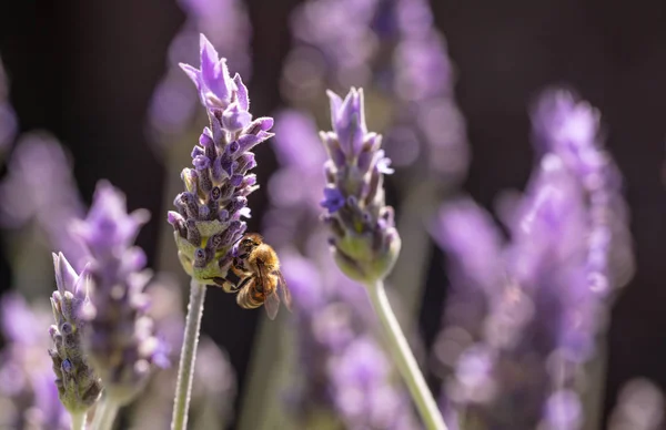 Бджола на квітку лаванди, крупним планом вид на бджолу, запилюючи розквіт лаванди — стокове фото