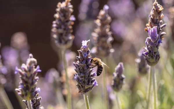 薰衣草花上的蜜蜂, 对授粉薰衣草花的蜜蜂的特写镜头 — 图库照片