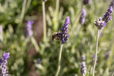 Lavanta çiçeği, lavanta çiçeği Tozlaşmayı arı görünümünü Closeup arıya