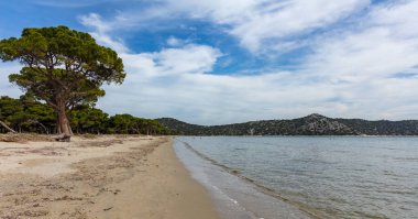 Yunanistan, Attica. Schinias plaj, Milli Parkı. Çam ağaçları deniz plaj, mavi gökyüzü arka plan üzerinde,