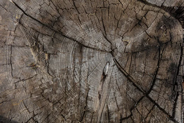 트리 트렁크 나무 배경, 오래 된 풍 화 회색 나무 소나무 트렁크 — 스톡 사진