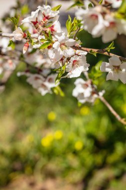 Paskalya zamanı bahar. Badem ağacı çiçeklenme gülümsemek görünümü