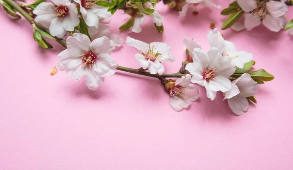 Buquê de flores de amêndoa no fundo rosa, espaço de cópia — Fotografia de Stock