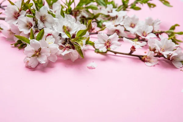 Mazzo di fiori di mandorlo su sfondo rosa, spazio copia — Foto Stock