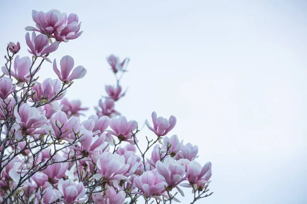 Jaro, Velikonoce. Magnolia strom kvetoucí detailní pohled — Stock fotografie