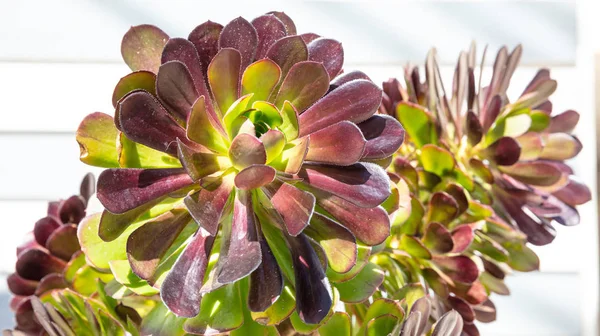 Succulent plant close up view, sunny day, springtime — Stock Photo, Image