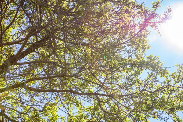 Árvore de amêndoa folhagem fresca contra o sol e azul céu claro fundo , — Fotografia de Stock