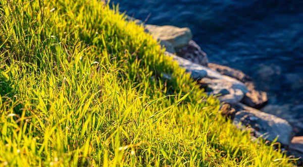 Jasny zielony trawa widok zbliżenie, kamienistej plaży i błękitne morze woda tło — Zdjęcie stockowe