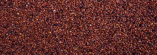 原果藜麦种子红色全框架背景, 横幅 — 图库照片
