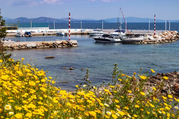 Boats in a small port, yellow color daisies flowers and blue sea background — Stock Photo, Image
